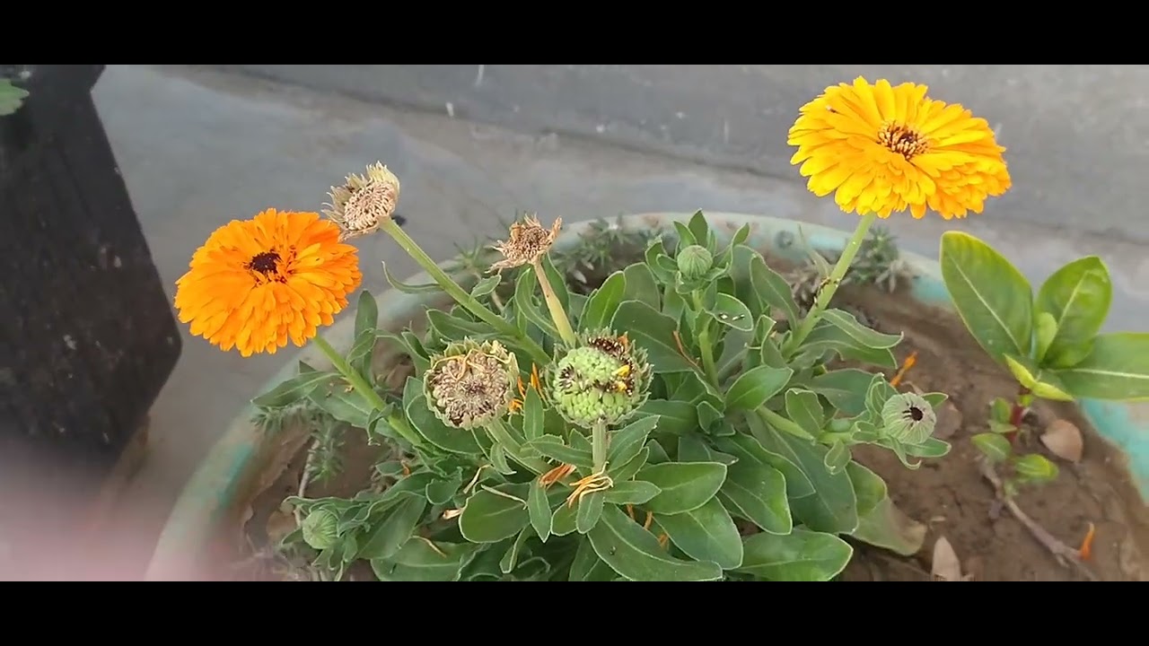 Chhotu Sa Garden.🌹🌱🌸🌼💮🌷🪻🪷