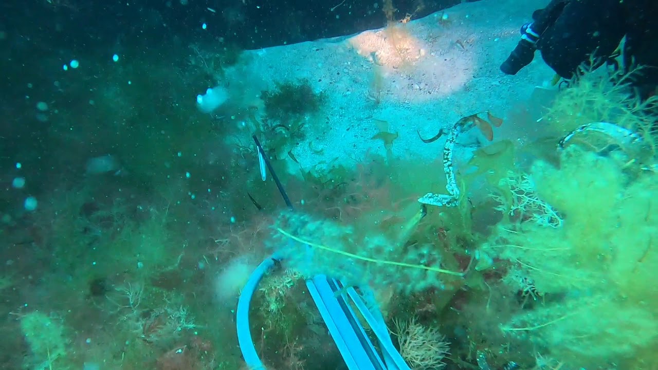 Spearfishing Baldchin Groper - Jurien bay