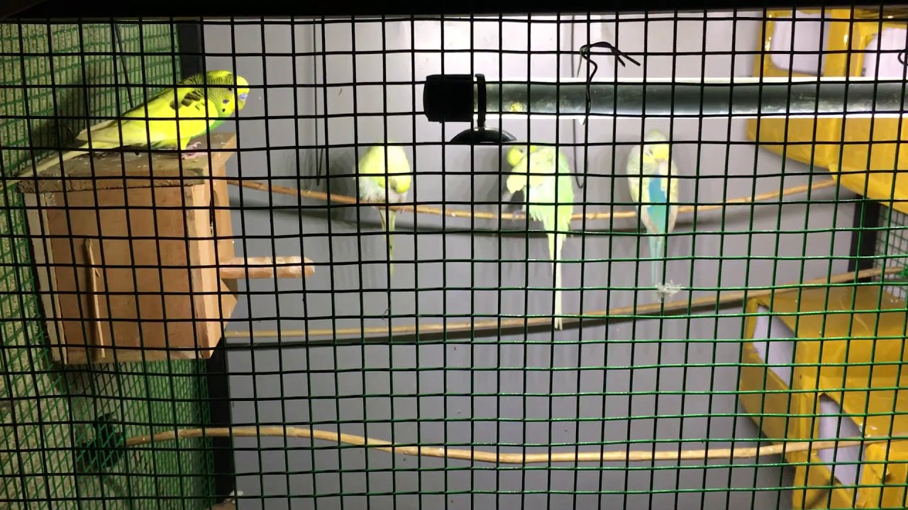 My Bird cage YouTube