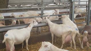 Bedrijfsvideo Goat Valley Geitenbedrijf De Methorst Melkgeiten In Lunteren
