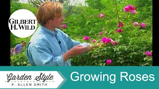 Easy Ways to Grow Roses | Garden Style (420)