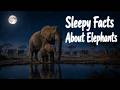 Relaxing Facts About Elephants | Calm Animal Documentary for Sleep
