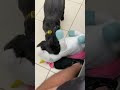 Shih tzu practicing jiu-jitsu