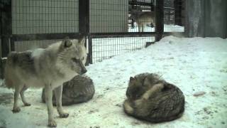 丸くなってるユウキとショウ~The Wolf Pac at Maruyama Zoo
