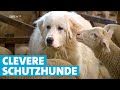 Herdenschutzhunde: Treue Beschützer einer Schafherde