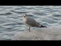 Relax in nature as the ice gently slips down the Susquehanna River