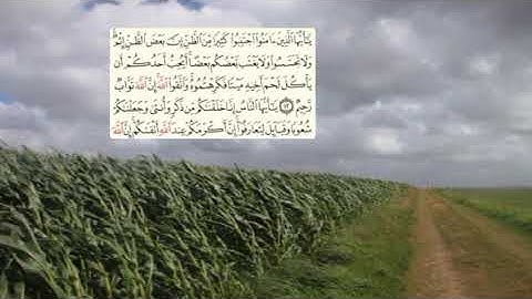 517-page -سعد الغامدي - -سورة -الحجرات AL-HUJURAT - 49