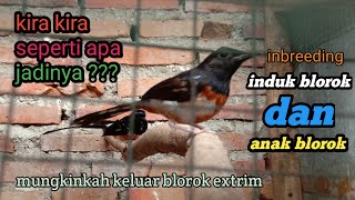penjodohan murai inbreeding mungkinkah keluar blorok extrim