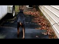 How do I stop Doberman peeing soiling using bathroom inside house - Potty Training How do I stop Doberman peeing soiling using bathroom inside house - Potty Training
