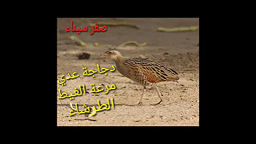 صوت المرعة الدحول صوت مرعة الغيط صوت طائر الطرشاء صوت دجاجة عدي 