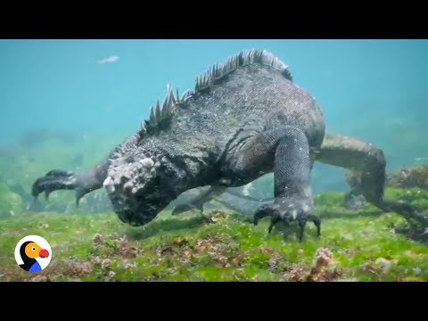 GODZILLA Lizard is as Big as a MAN | The Dodo - YouTube