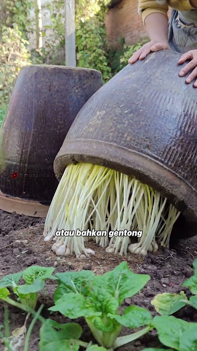 Bawang gelap #munandartv #faktaunik