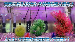 実家にあるNISSOの60センチ水槽についてお話してます✨#49