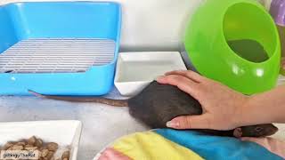 Tail wagging rat