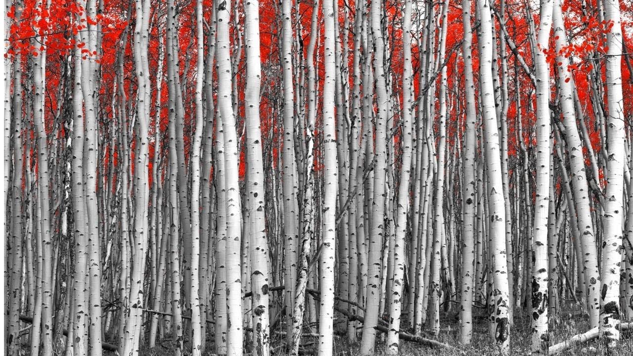 Gratitude and Generosity Meditation — Jack Kornfield