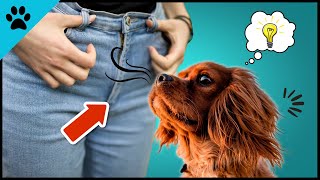THAT'S Why Dogs Love To Smell Our CROTCHES! by Dogtube 79 views 10 months ago 1 minute, 48 seconds