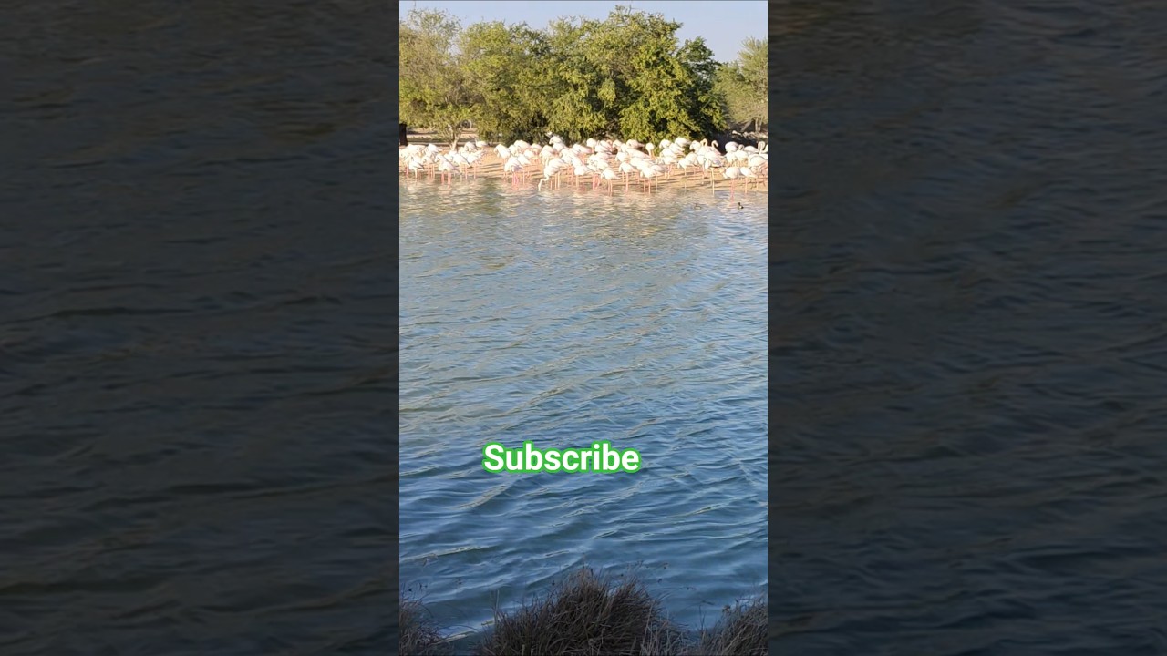 kitna sundar talb h👌👌 #cutebaby #babyshorts #viralbabygirl #ytshorts #newbornbaby #thegeetagurjar