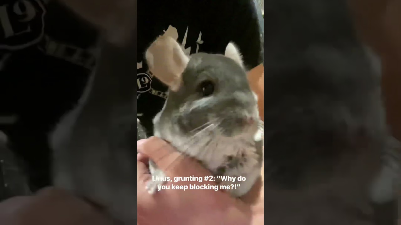 #chinchilla #sounds #pets #slowmotion #cute