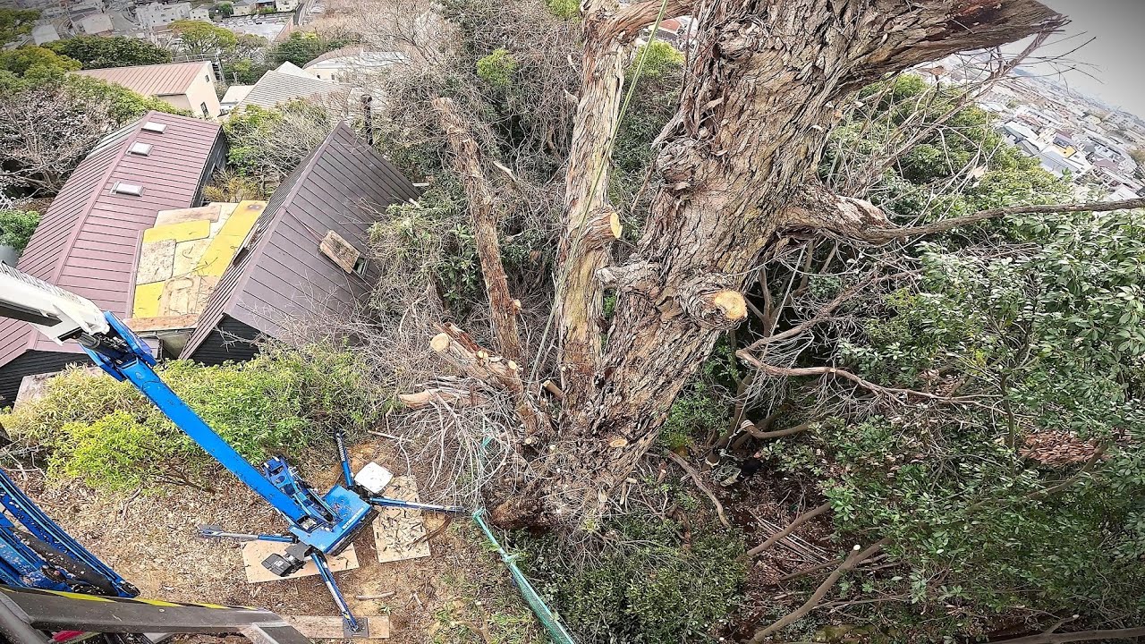 危険度MAX！！枯れてボロボロの大木伐採作業！！