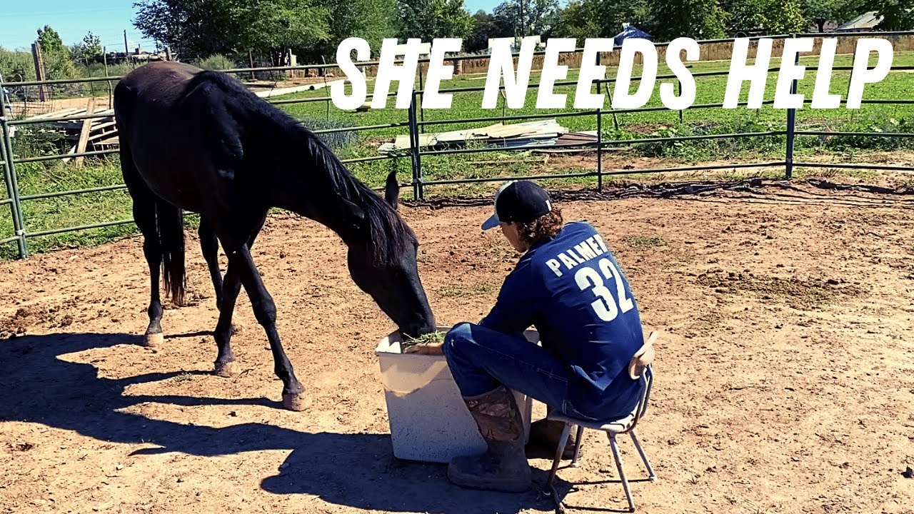 FEARFUL HORSE NEEDS TO BE CAUGHT - YouTube