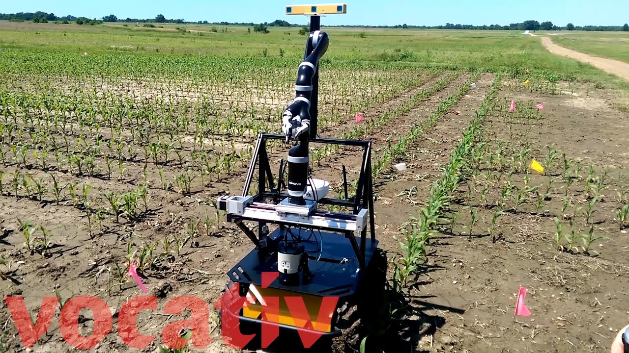 New Robot May Lead To Drought-Tolerant Corn