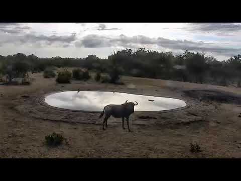 camera iphone 8 plus apk SANParks Orpen Camp Camera - Kruger National Park - South Africa.