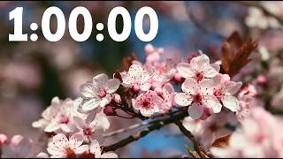 1 Hour Spring Countdown Timer | Flower Background 🌸 + Birds Chirping