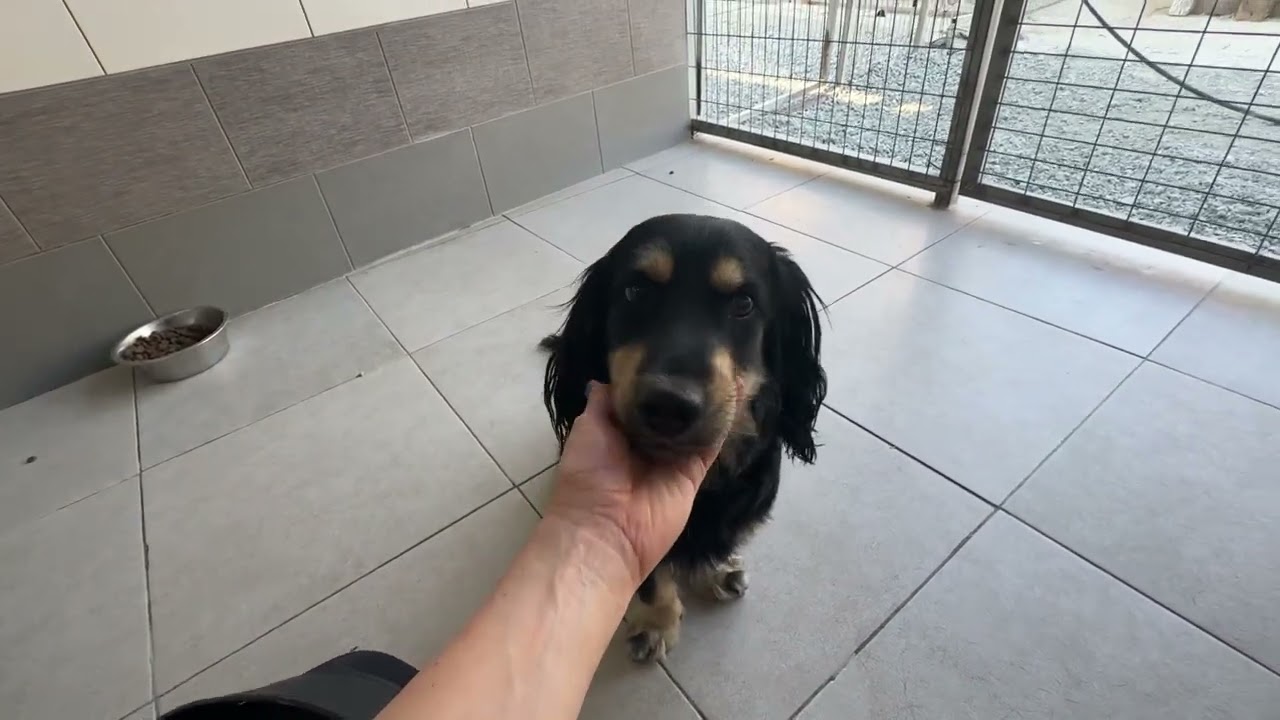 Tyson - Hunde in Not aus dem Tierschutz - suchen ein Zuhause