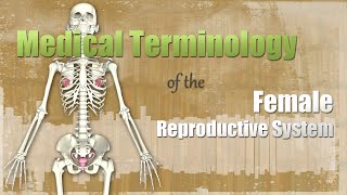 Medical Terminology Of The Female Reproductive System Youtube Medical Terminology Of The Female Reproductive System Youtube