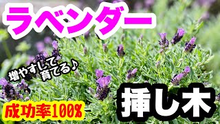 ◆増やして・育てる！【失敗しない】ラベンダー🌱