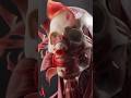 Anatomy #biology #anatomy #youtubeshorts #shortsfeed #shorts