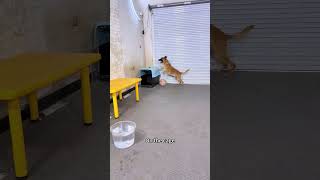 malinois  #dogcoach
