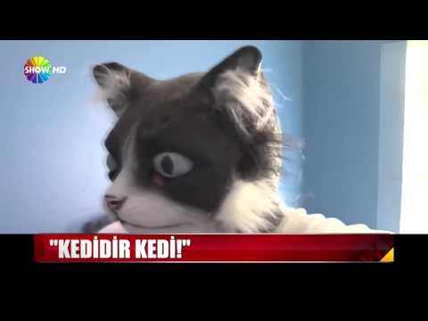 Kedidir kedi!