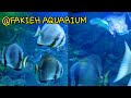 FAKIEH AQUARIUM/JEDDAH/#shorts /Roniths Cruz