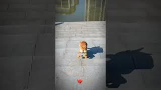 Dog Sakarbord The Dog