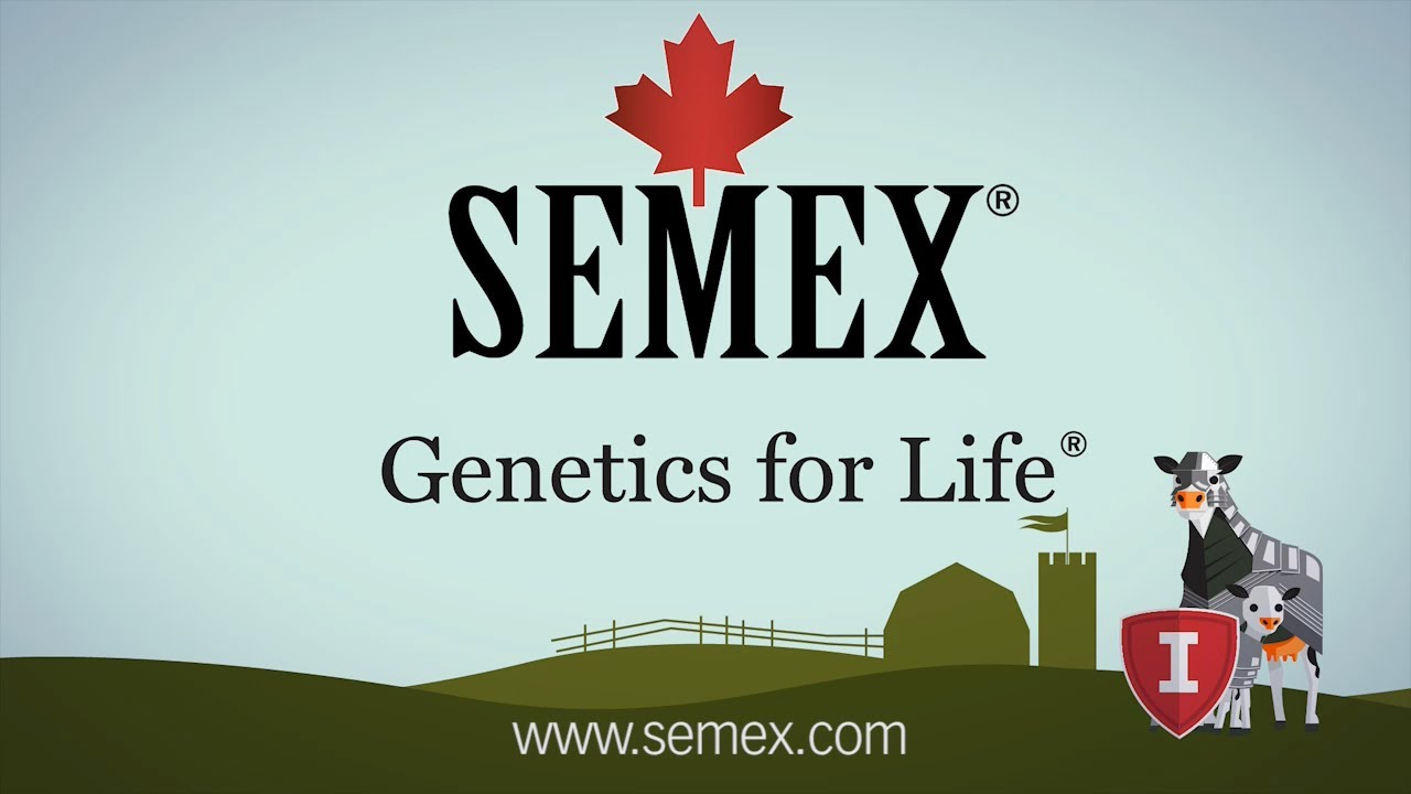 Semex Immunity Plus uitleg