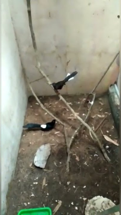 Minta KAWIN - wikwik enak enak- burung minta jatah