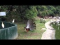 KL bird park. Crane feeding