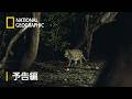 ジャガーとウミガメの物語：熱帯林の守護神 – 予告編 | ナショジオ