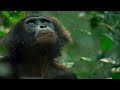 Bonobos Hunt Down Colobus Monkeys | Queens | National Geographic