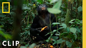 Bonobos Hunt Down Colobus Monkeys | Queens | National Geographic