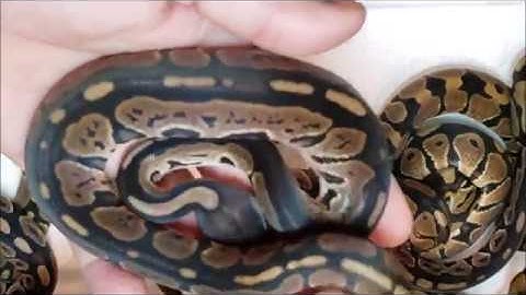 ball python update video for clutch 1 2019