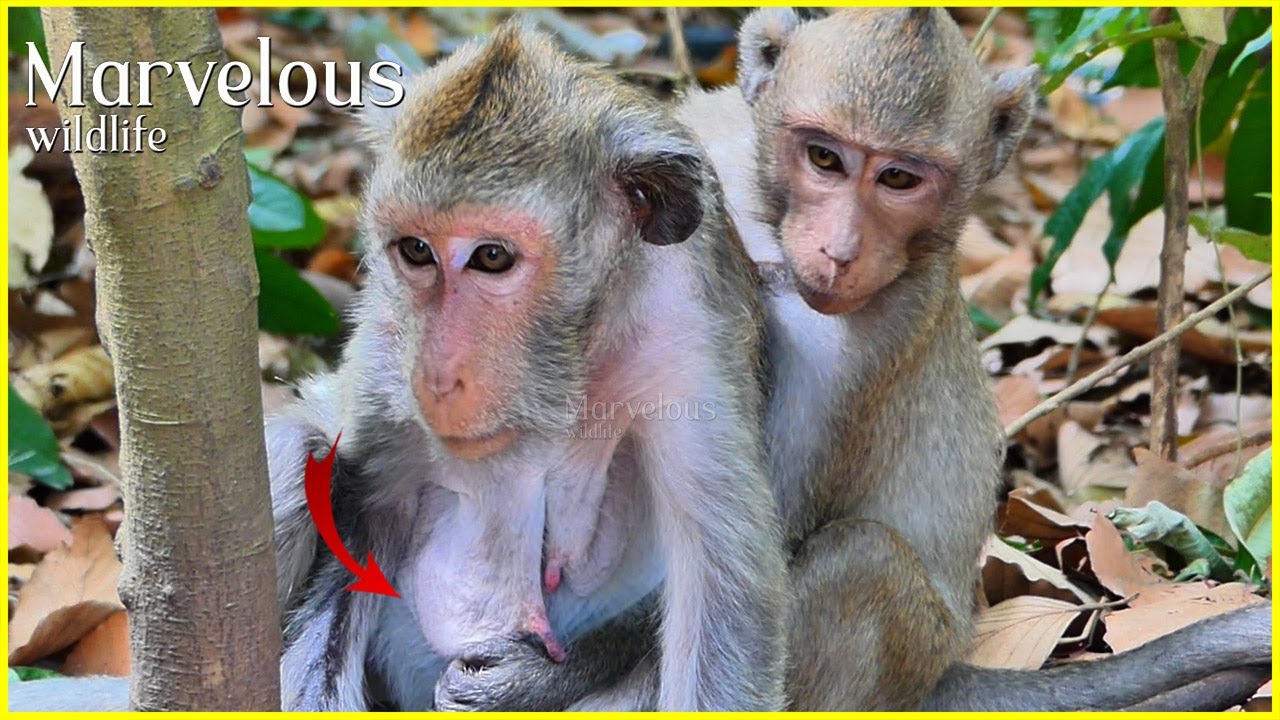 M/isses Jane's milk...! Jonna attention to Jade until embrace behind to reach under the n!pplee