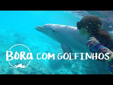 Vídeo: Eis Por Que Estou Feliz Por Nunca Nadar Com Golfinhos