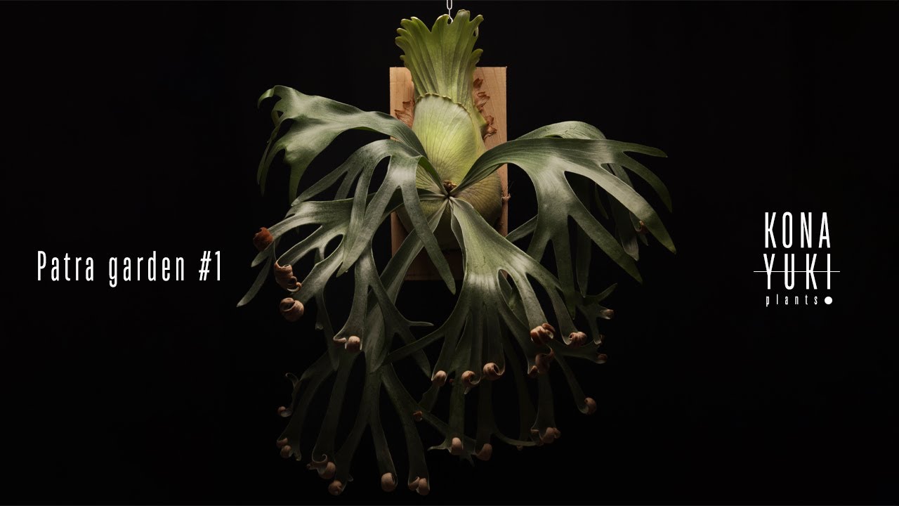 박쥐란 목부작을 해보자!!(자주분리후 보수작업,부작까지!!) / how to mount a platycerium