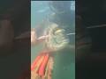 spearfishing | 🐟BIG GILTHEAD BETWEEN SEA BASSES - 💥MATADOR 100 roller invert - 🇨🇵Clement Martineau