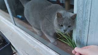 Cats And Grass Through The Glass