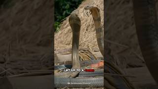 How to Survive a King Cobra Attack #Shorts