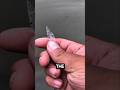 Top 5 Transparent Animals You Won't Believe Actually Exist! 🤯😳#animals #animallife #facts #wildlife