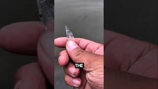 Top 5 Transparent Animals You Wont Believe Actually Exist